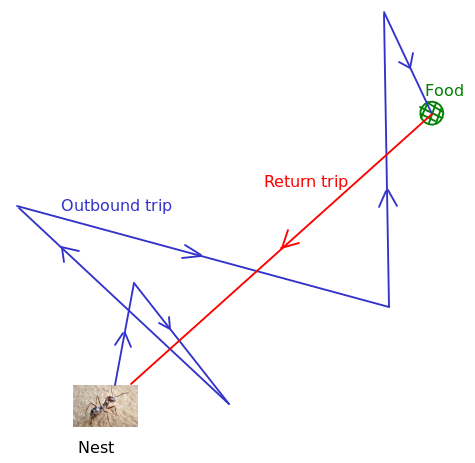 A schematic of a foraging ant