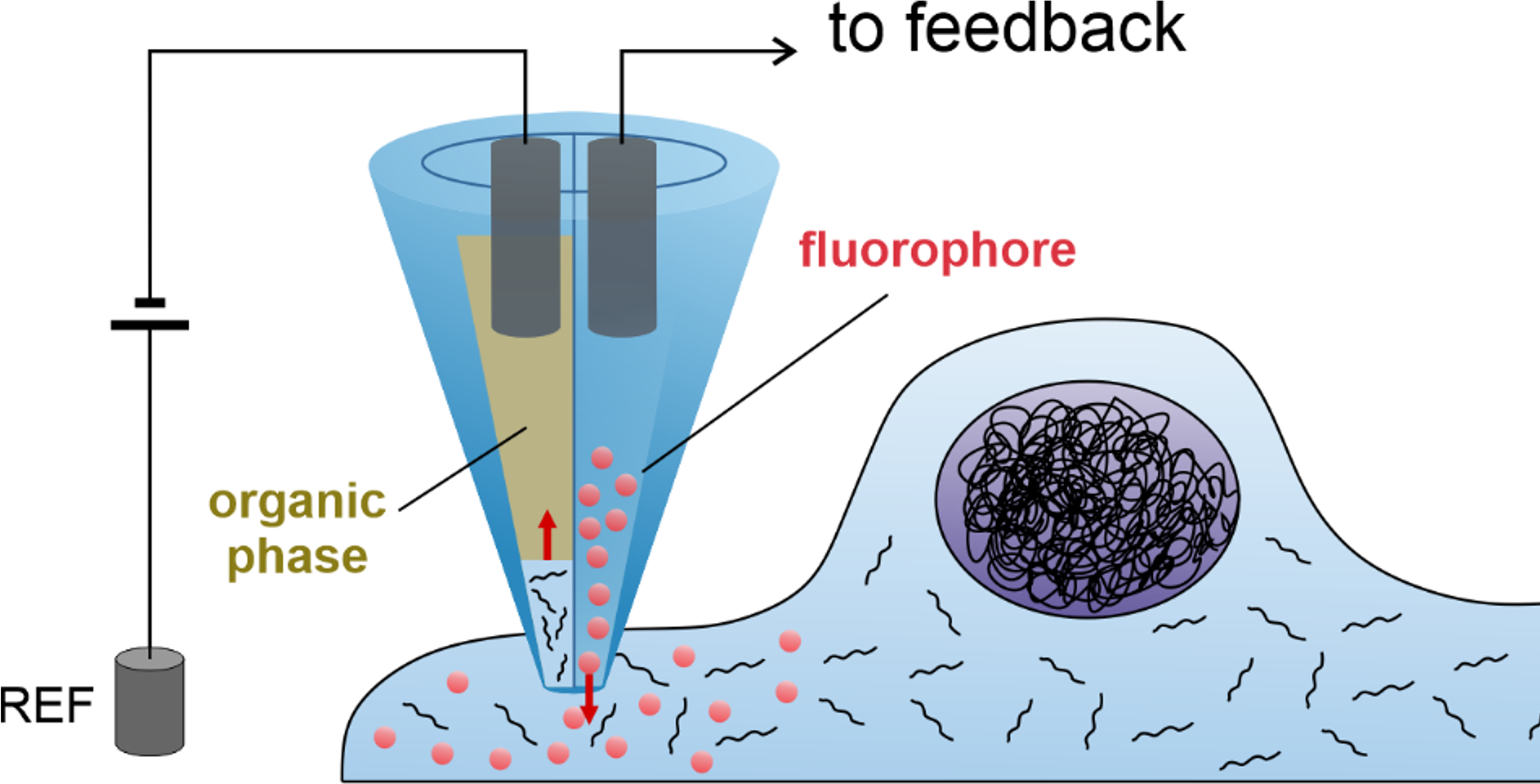 A representation of the nano-pipette platform. The method is based on scanning ion-conductance microscopy (SICM) by using electrodes to simultaneously inject fluorescent molecules and extract femtolitre volumes of cytosol from single cells in culture media, non-invasively.